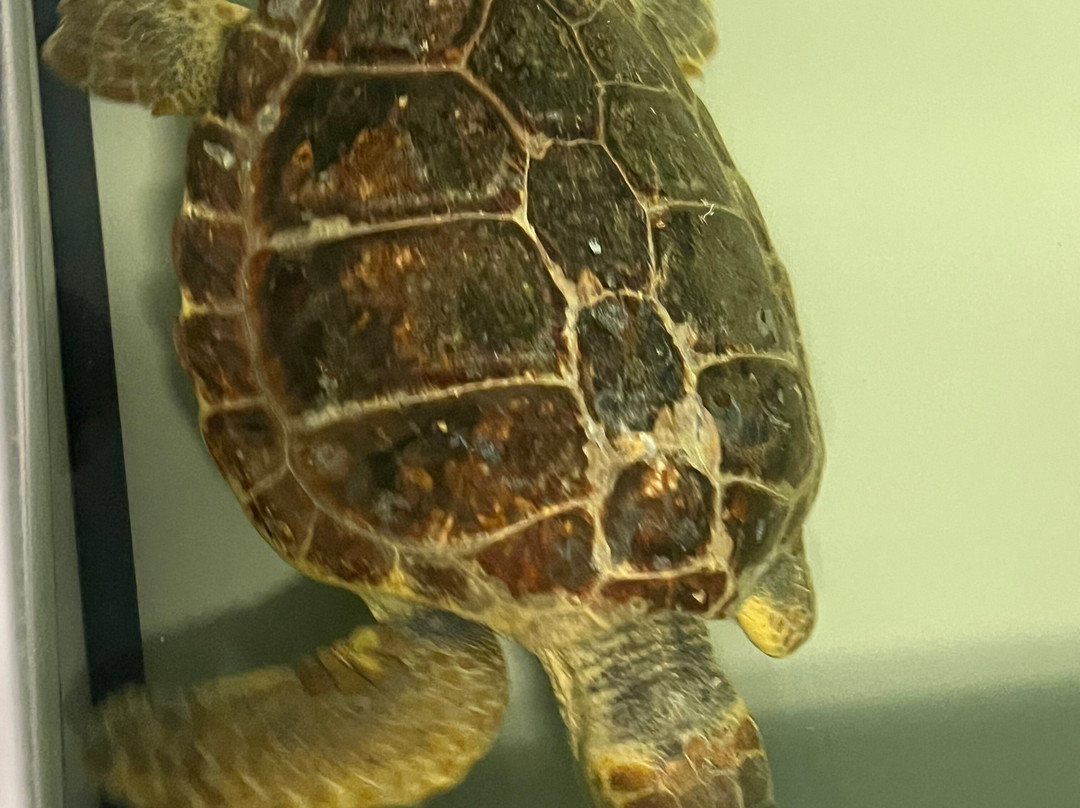 Centro di Recupero e Riabilitazione Tartarughe Marine-佩斯卡拉必去景点