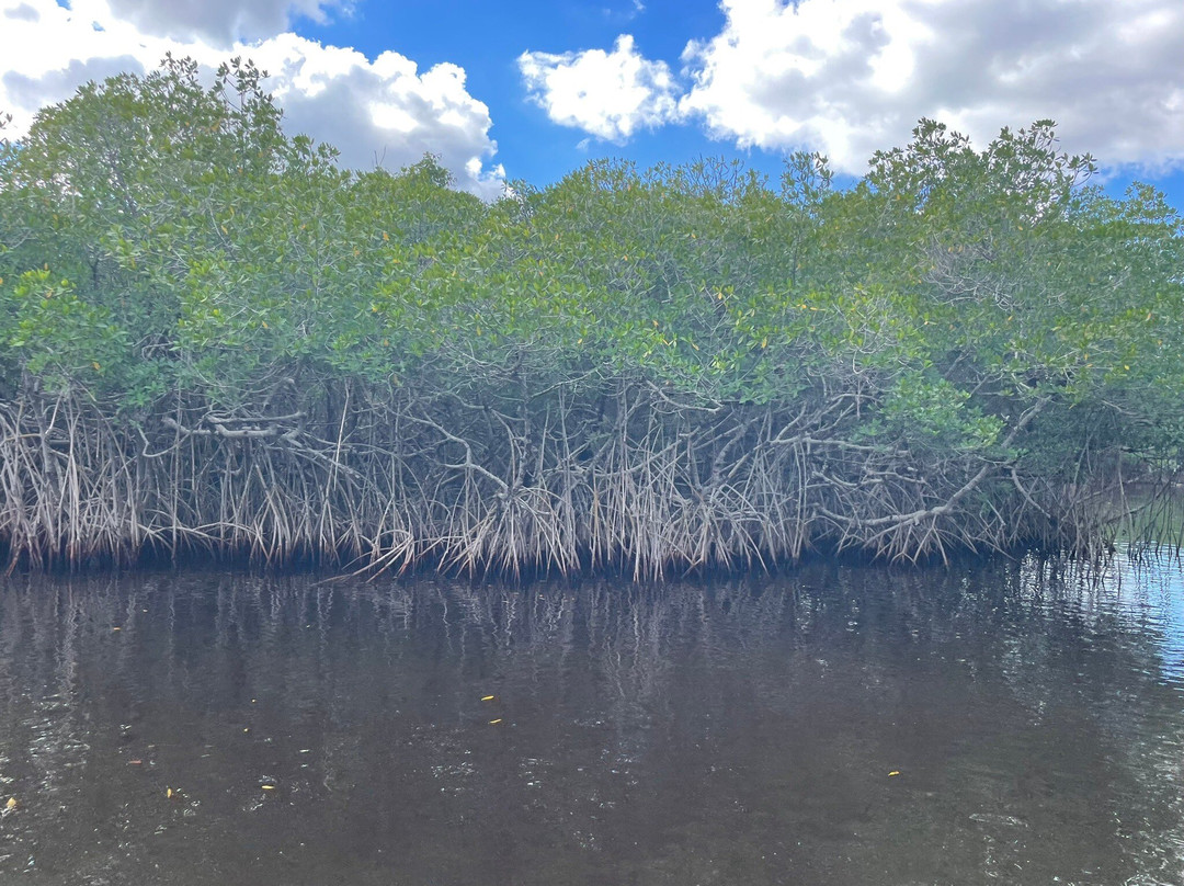 Everglades City Airboat Tours-大沼泽地必去景点
