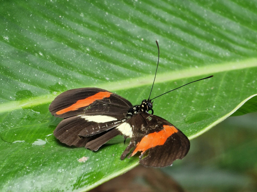 Royal Butterflies-哈科必去景点