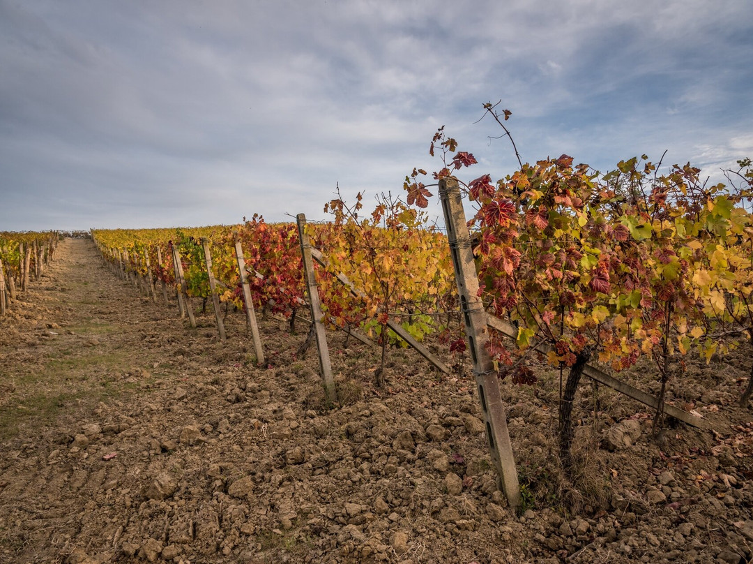 Torre dei Contini-Canelli必去景点