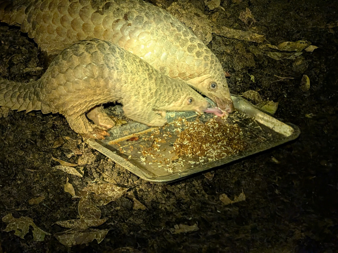 Wildlife Alliance-戈公必去景点