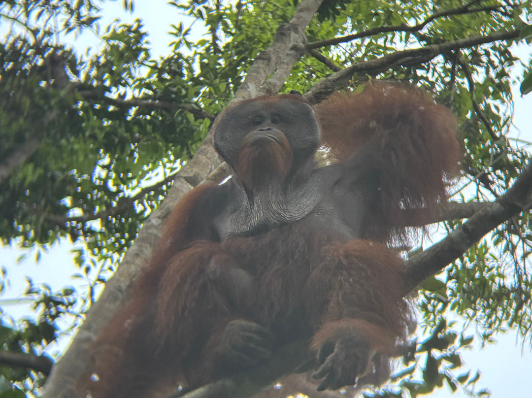 Orangutan Houseboat Tour-Kumai必去景点