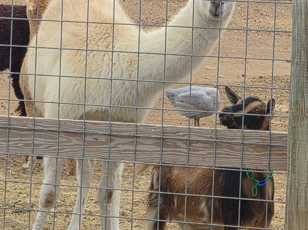 Grapetown Vineyard-弗雷德里克斯堡必去景点