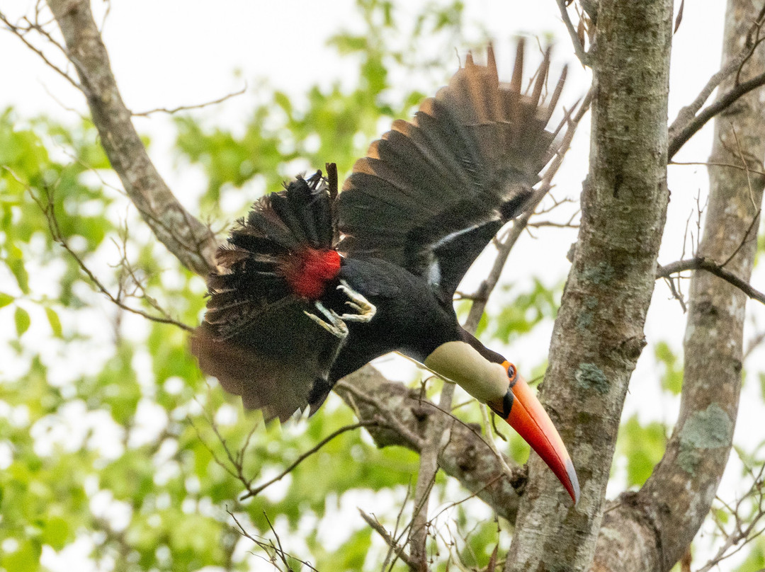 Pantanal Jaguar Safaris-Chapada dos Guimaraes必去景点