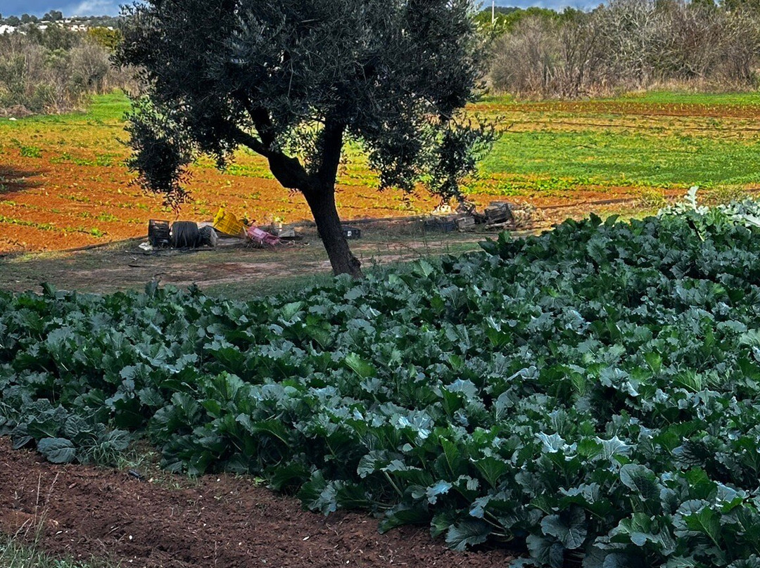 Salento Bici Tour-莱切必去景点