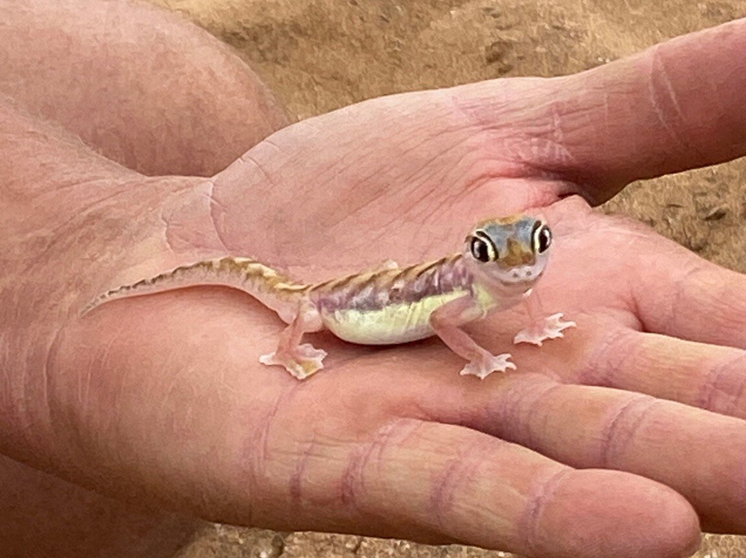 Living Desert Adventures Discover the Little 5-斯瓦科普蒙德必去景点