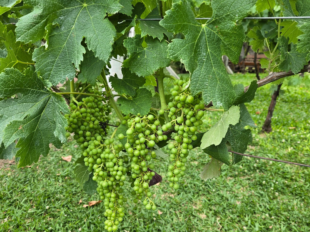 Vinhos Larentis-本图贡萨尔维斯必去景点