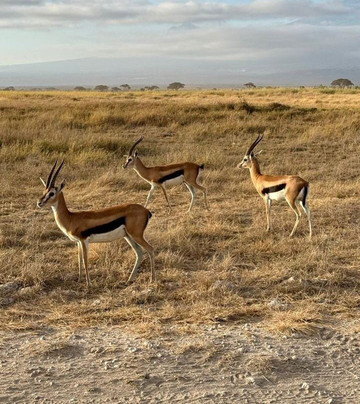 Ommy Kenya Safaris-瓦塔木必去景点