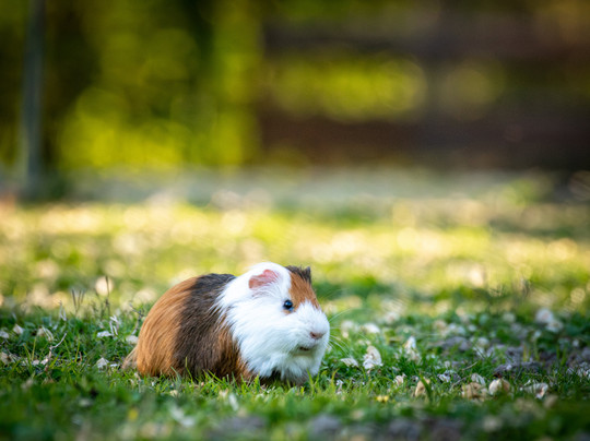 Parco Giardino Tenuta S. Apollonio