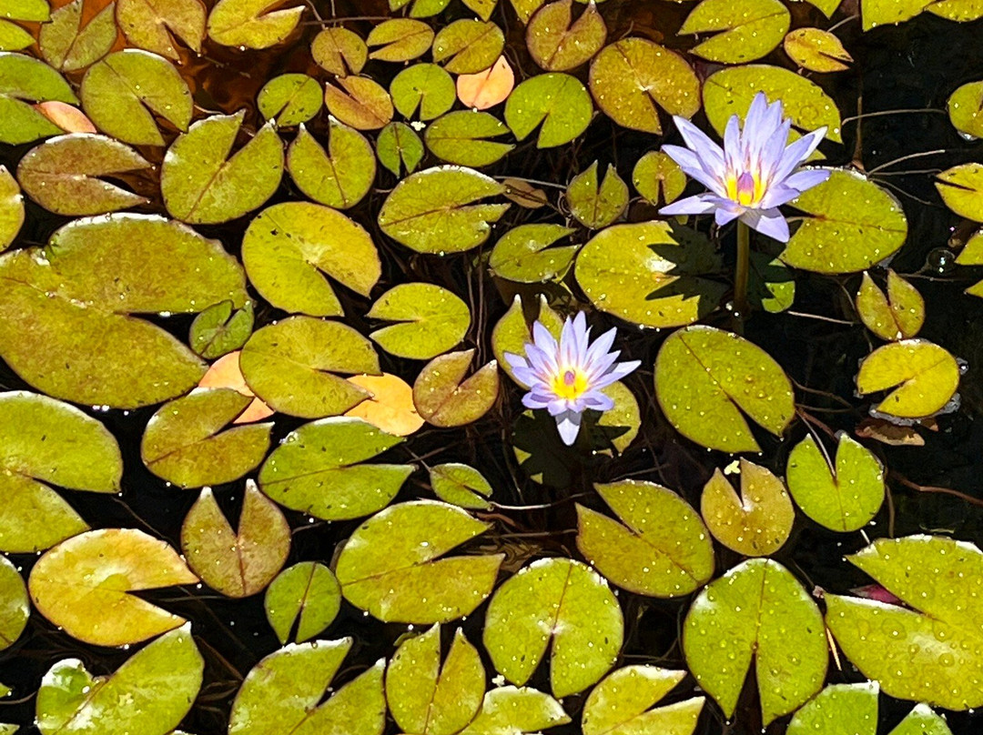 Stellenbosch University Botanical Garden-斯泰伦博斯必去景点