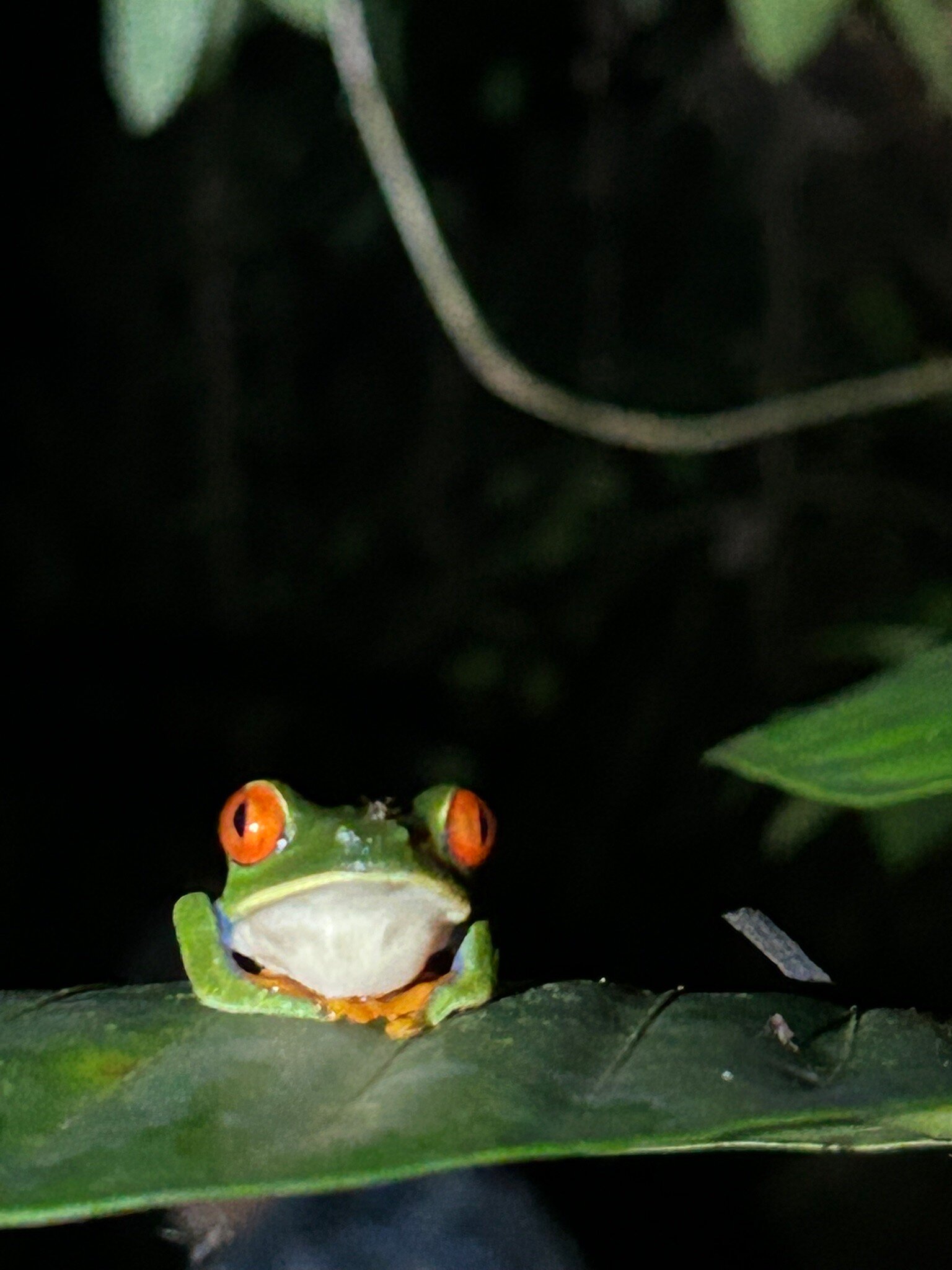 Tortuga Lodge-官方