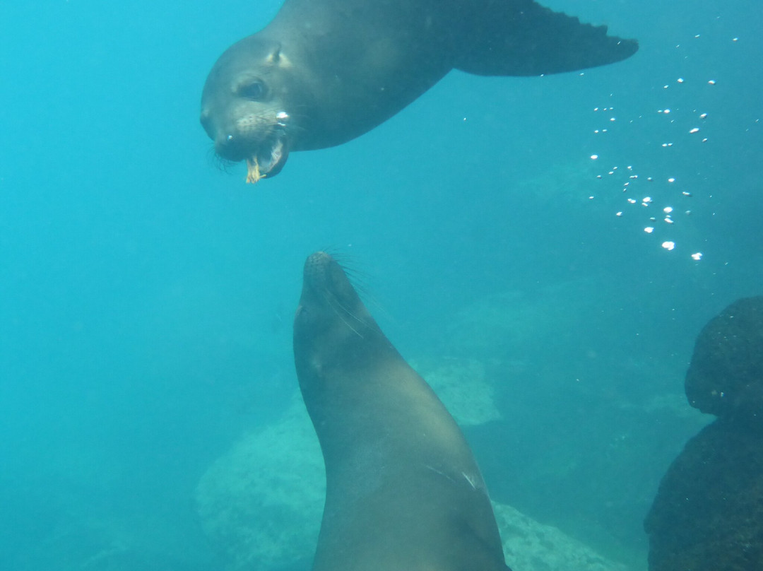 Monserrat Galapagos Cruises-阿约拉港必去景点