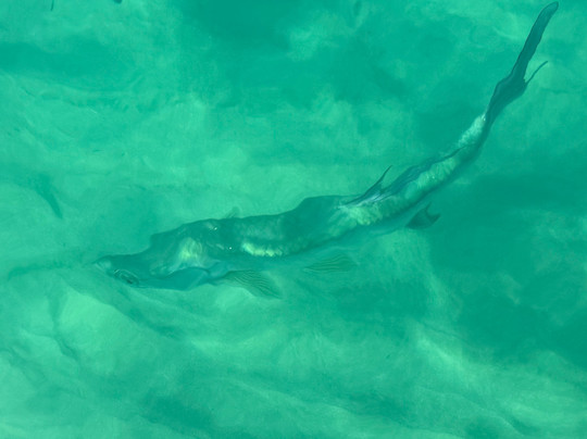 Crash boat Experiences-Aguadilla必去景点