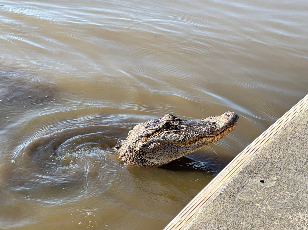 Gators and Ghosts A New Orleans Tour Company-新奥尔良必去景点