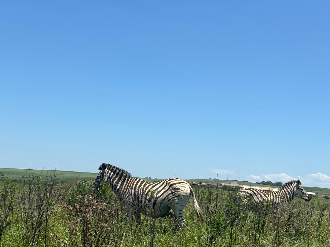 Zulu Safaris-德班必去景点