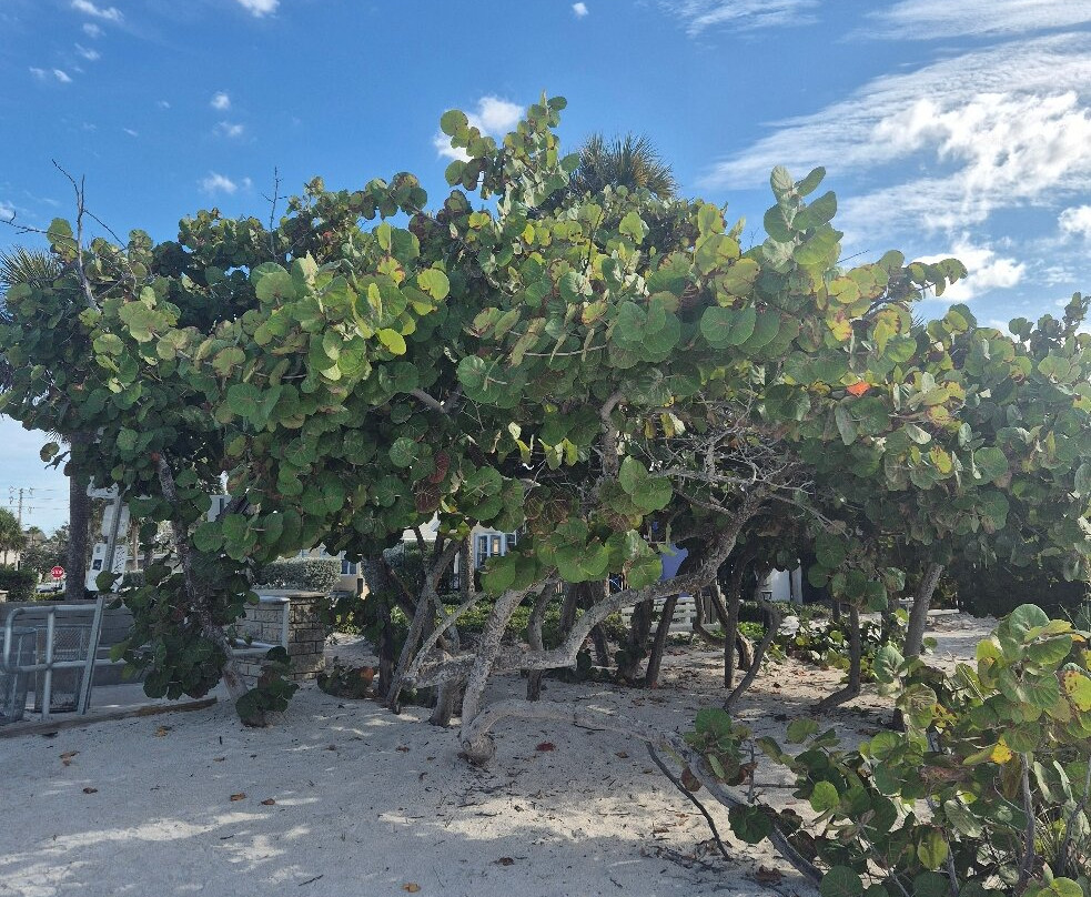 Indian Rocks Beach Nature Preserve-Indian Rocks Beach必去景点