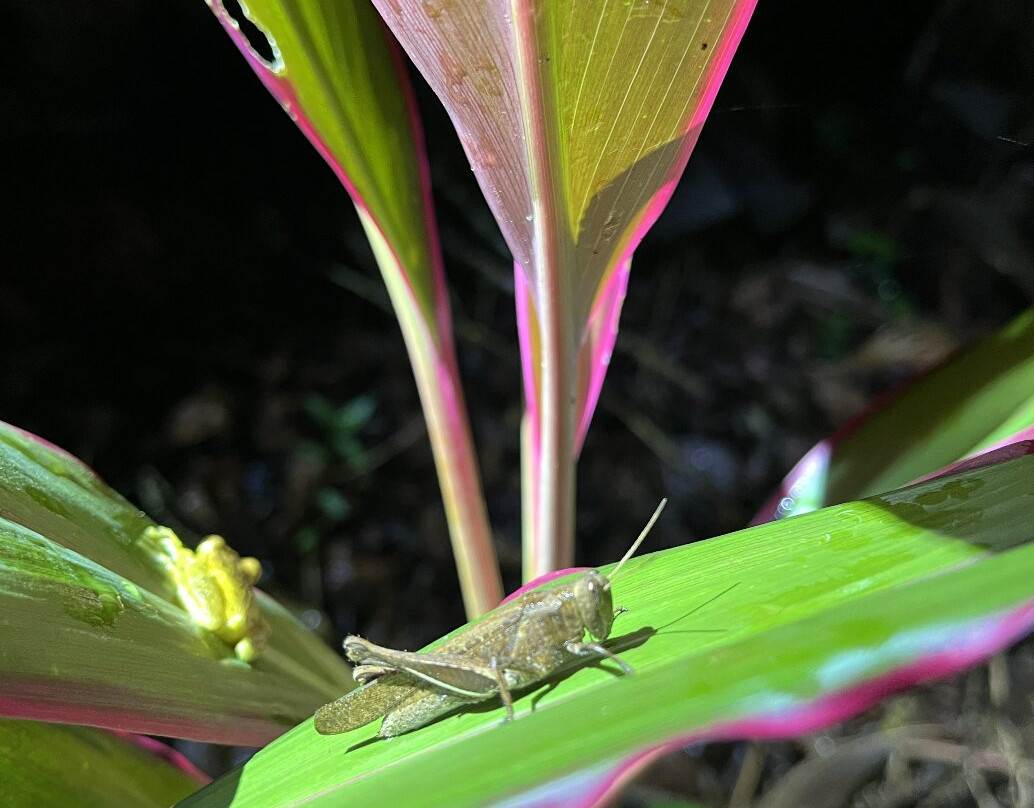 Jungle Night Walk-卡维塔必去景点