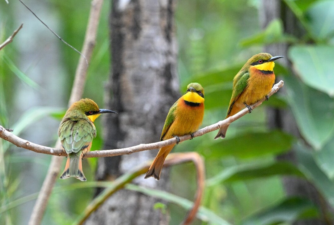 Bird Watching Tours Gambia-Bakau必去景点
