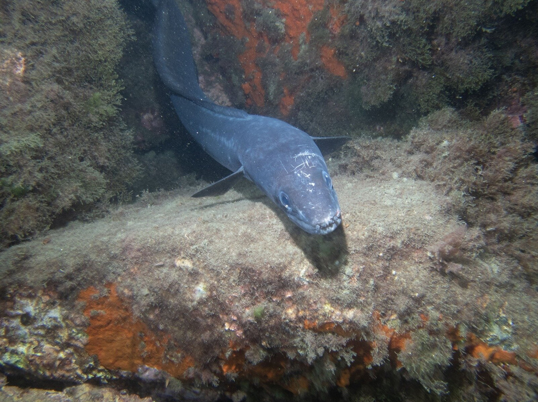 Black Frog Divers-托罗克斯必去景点