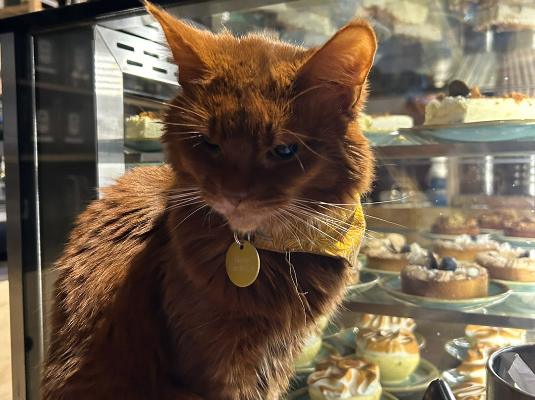 Le GentleCat - Bar à Chats - Restaurant-里昂必去景点