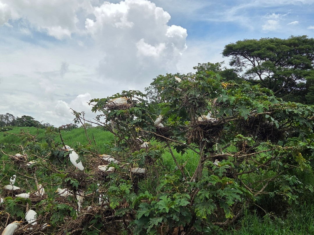 Kalimba Reptile Park-卢萨卡必去景点