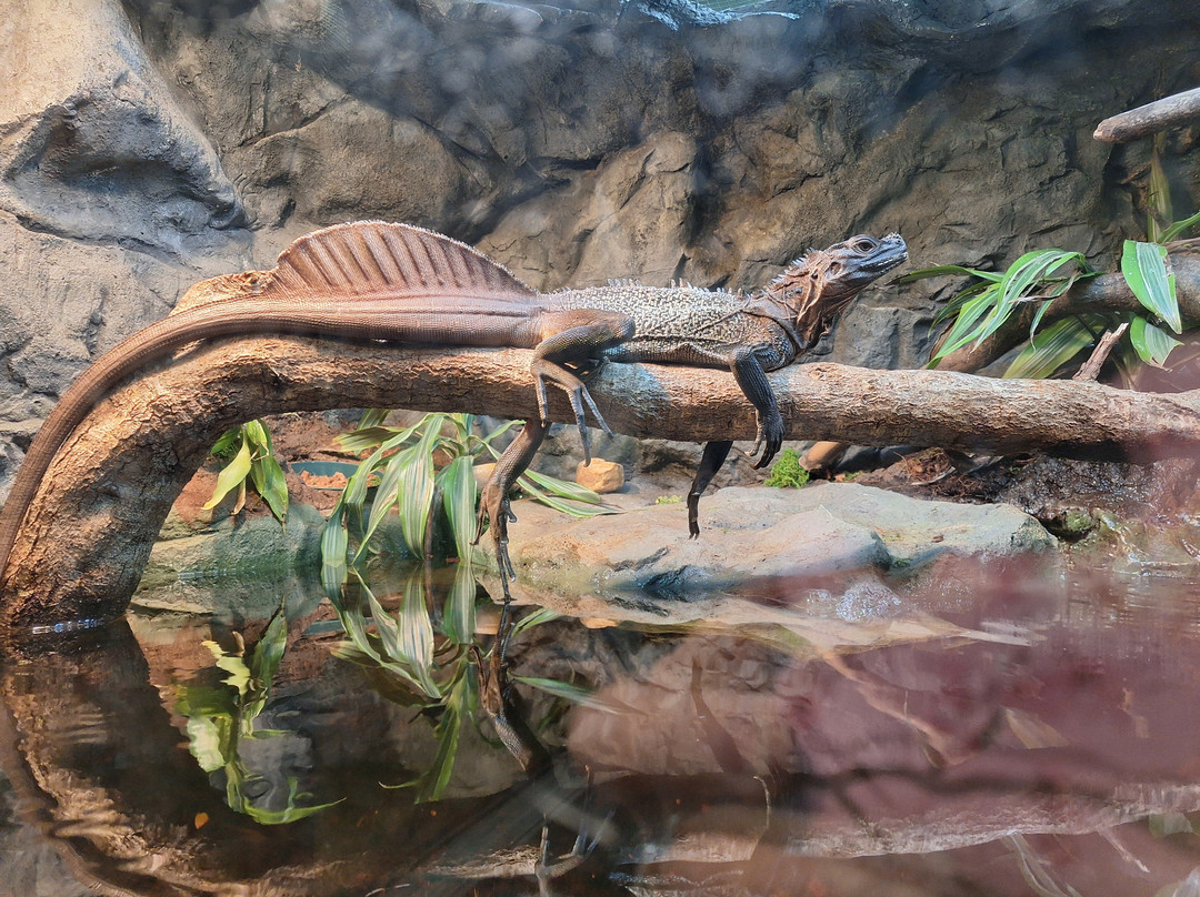 Daytona Aquarium & Rainforest Adventure-代托纳比奇必去景点