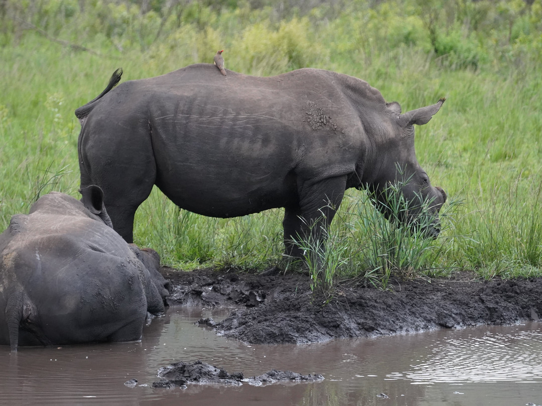 Hluhluwe - iMfolozi Park Wilderness Area-Hluhluwe Game Reserve必去景点