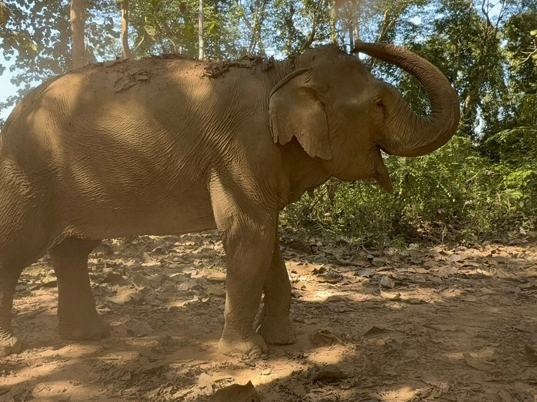 MandaLao Elephant Conservation-琅勃拉邦必去景点