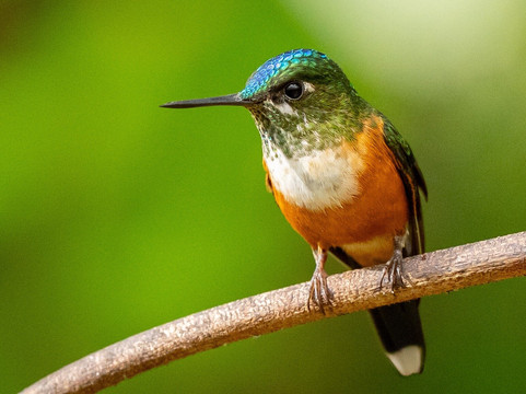 Neblina Forest-基多必去景点