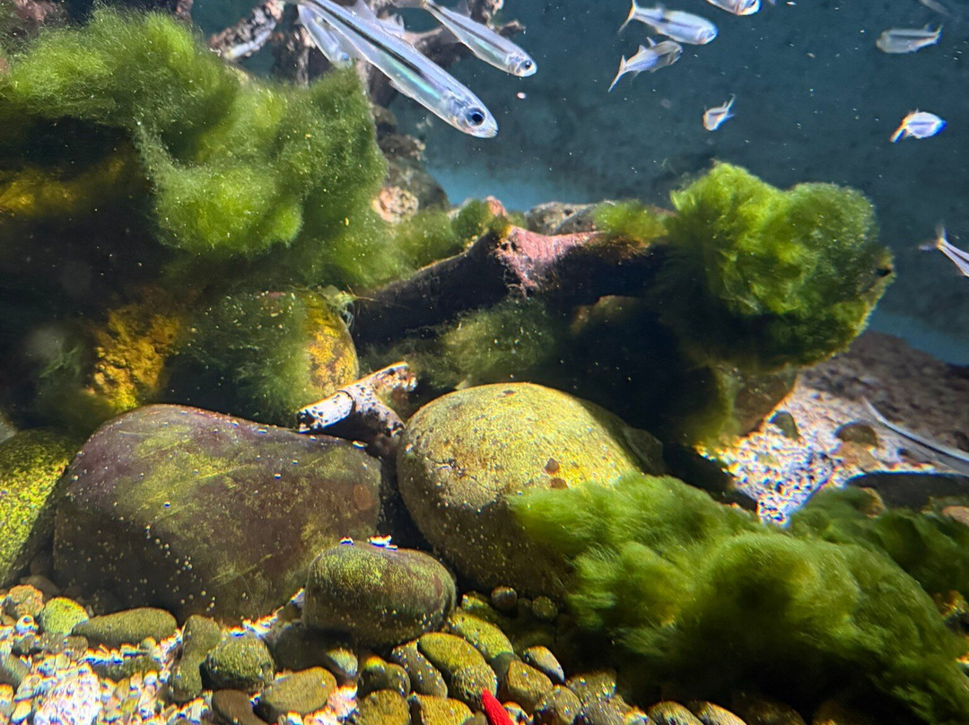 Aquarium de Biarritz-比亚里茨必去景点