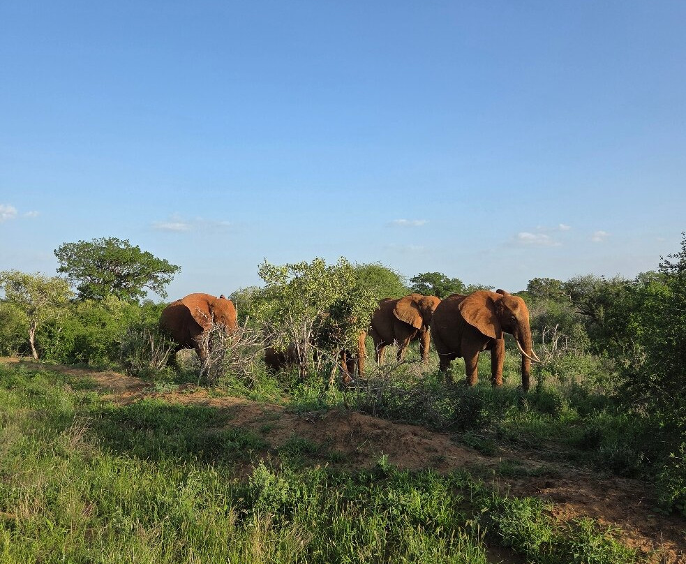 Discovery Kenya con Fragola-瓦塔木必去景点