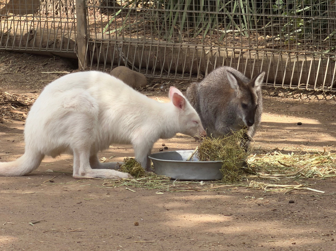 Blue Mountains Tours-格兰布鲁克必去景点