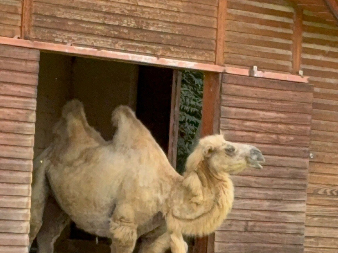 Animália Park-Cotia必去景点