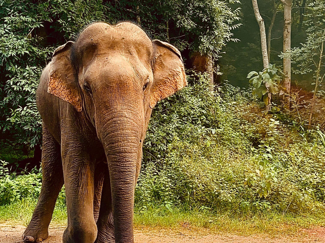 H.O.T Tourism-科伦坡必去景点