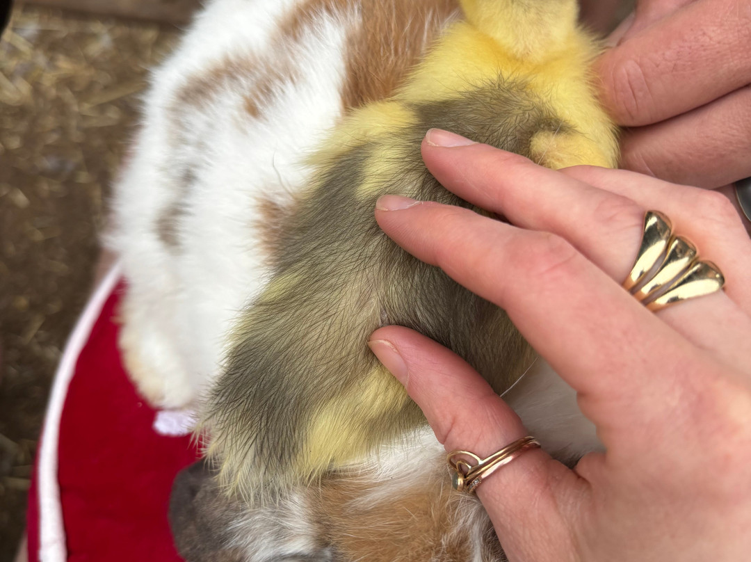 Maui Animal Farm-拉海纳必去景点