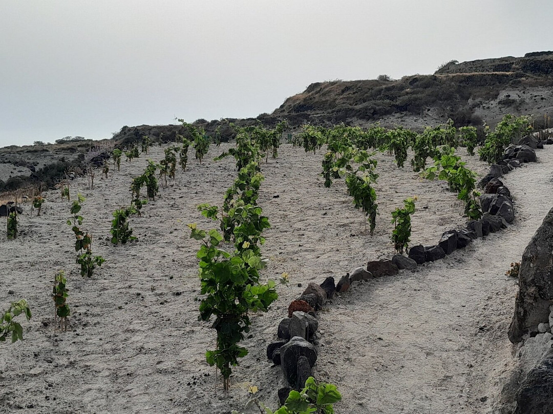 Sant Organics-伊亚必去景点