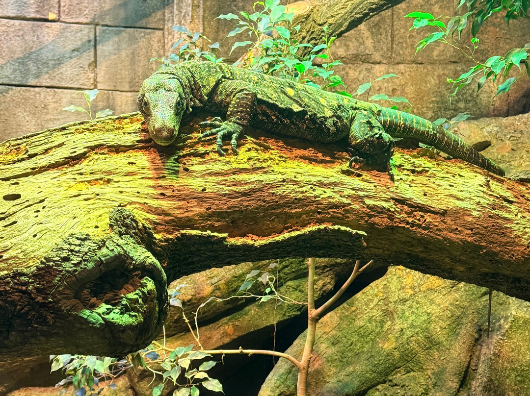 Bioparc Fuengirola-福恩吉罗拉必去景点