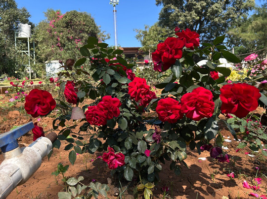 Rose Garden-Saputara必去景点
