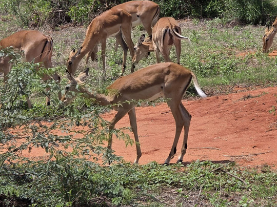 NelloSafari-瓦塔木必去景点