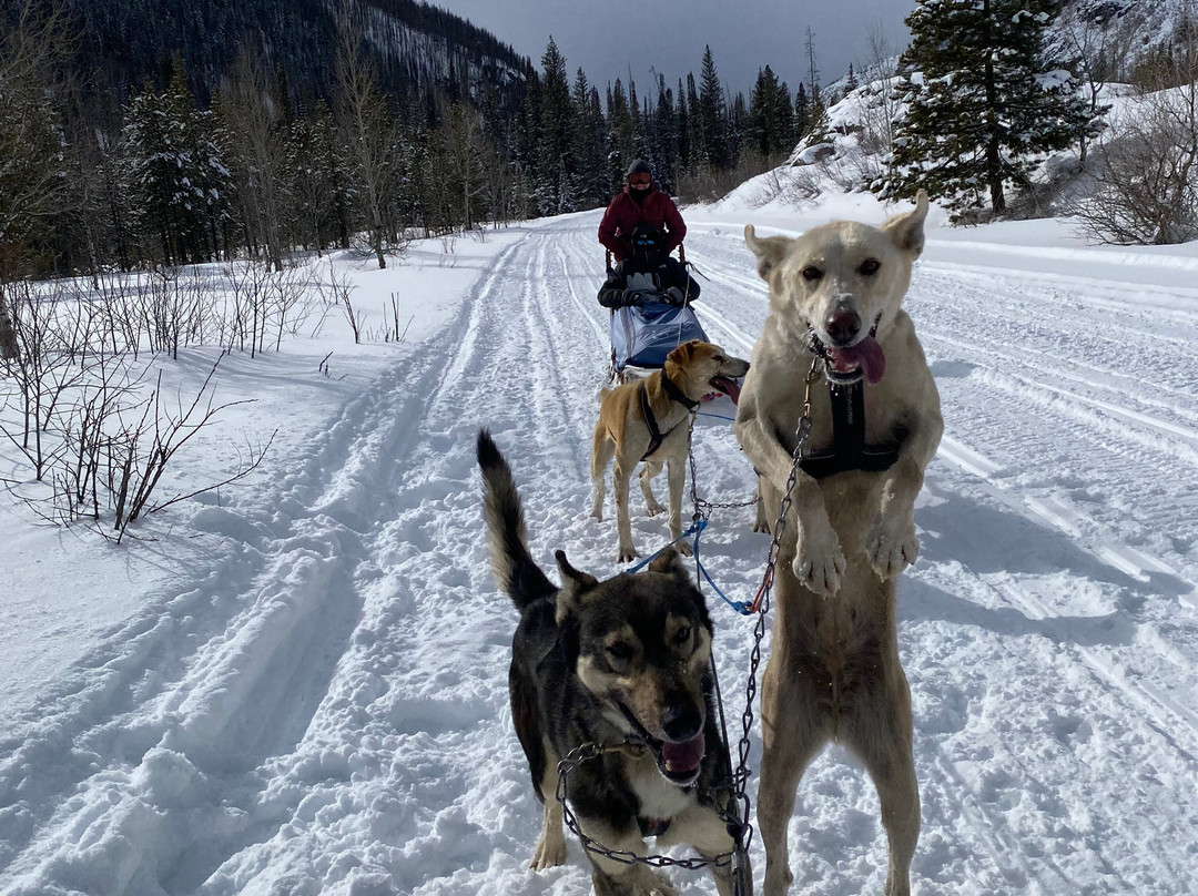 Grizzle-T Dog & Sled Works-斯廷博特斯普林斯必去景点