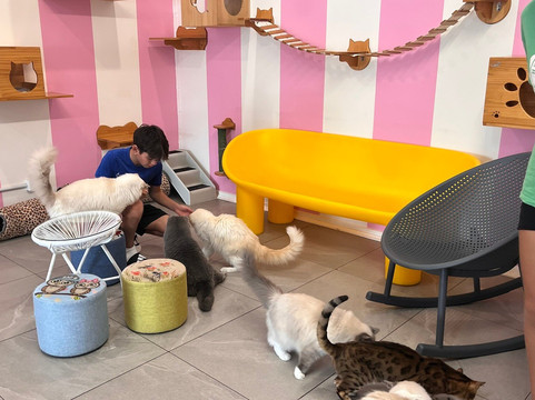 Fancy Meow Cat Cafe-罗托鲁瓦必去景点