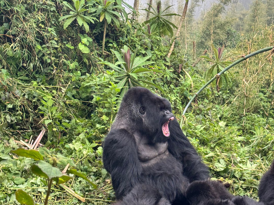 Rwanda Gorilla Trek - Day Tours-Huye必去景点