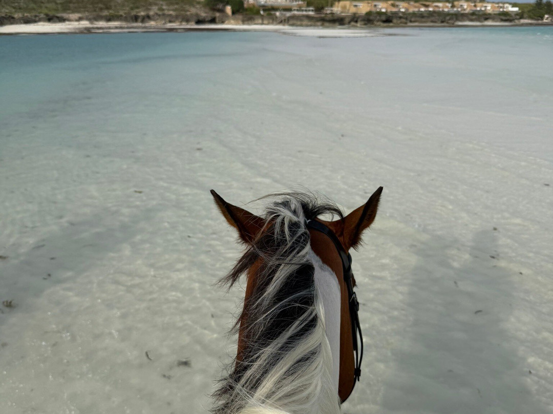 Zanzibar Horse Club-孥归必去景点