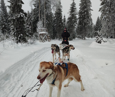 Aavasaksa Adventures-Ylitornio必去景点