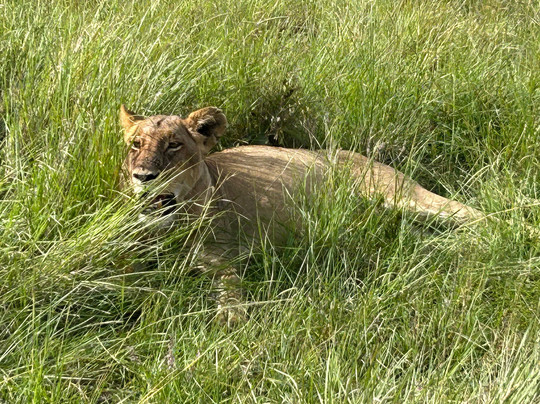 Bienvenido Kenya Tours and Safaris