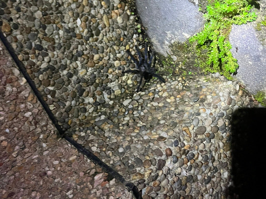 Condor Machay Cascadas-皮钦查省 圣安东尼奥镇必去景点