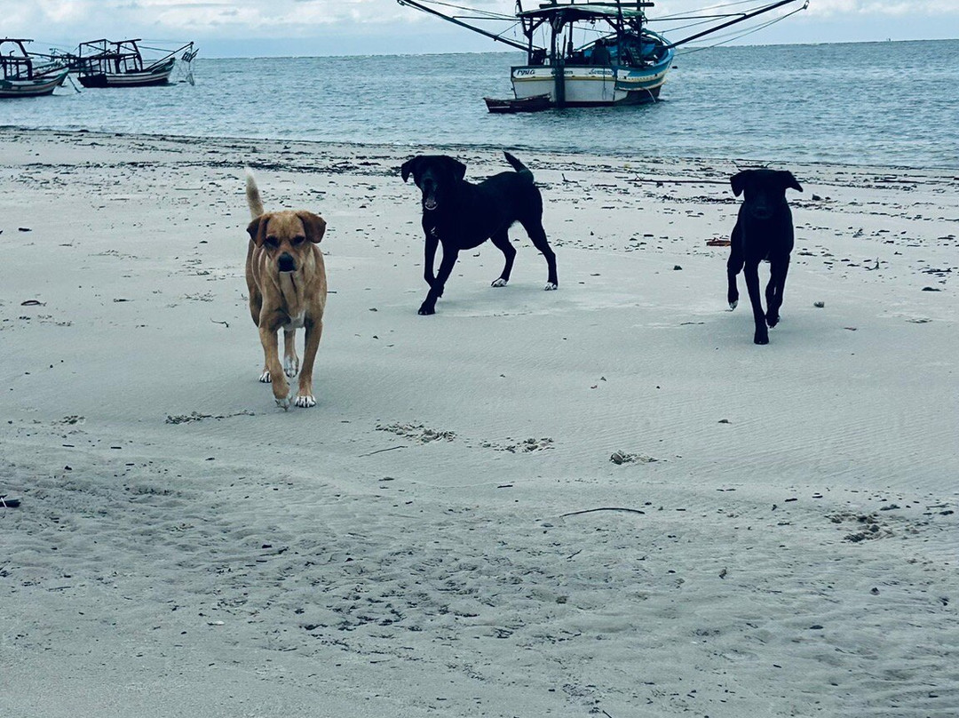 Parque Nacional do Superagui-Guaraquecaba必去景点