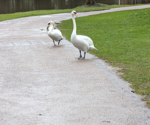 Painshill-科巴姆必去景点