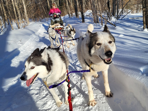 Winterdance Dogsled Tours-Haliburton必去景点