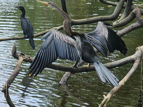 Poovar Backwater Cruise-Poovar必去景点